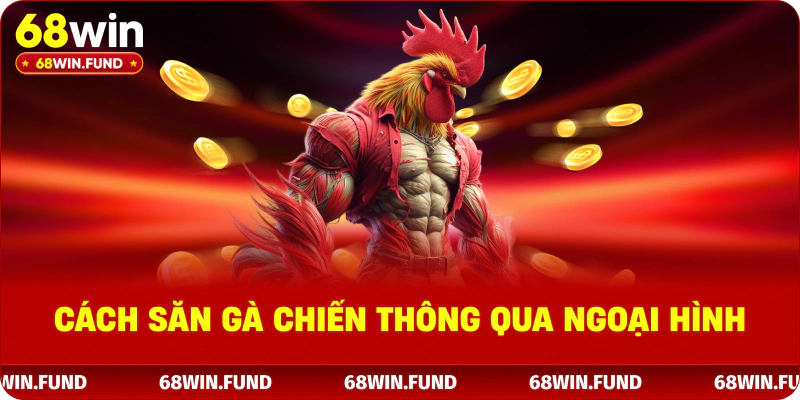 Cách săn gà chiến thông qua ngoại hình