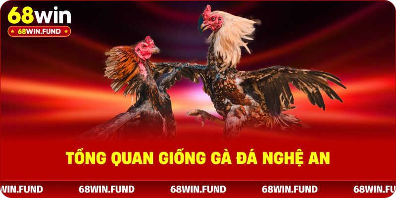 Tổng quan giống gà đá Nghệ An